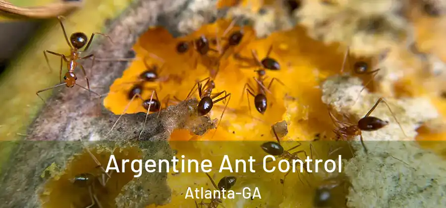 Argentine Ant Control Atlanta-GA