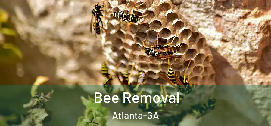  Bee Removal Atlanta-GA