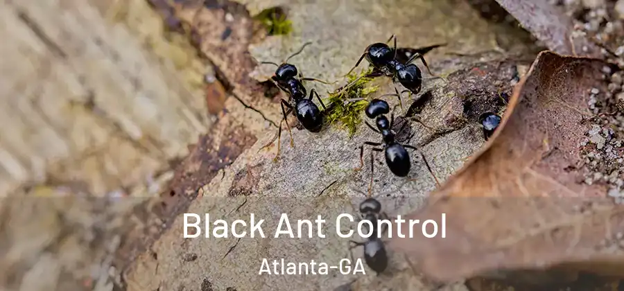Black Ant Control Atlanta-GA