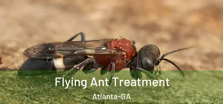  Flying Ant Treatment Atlanta-GA