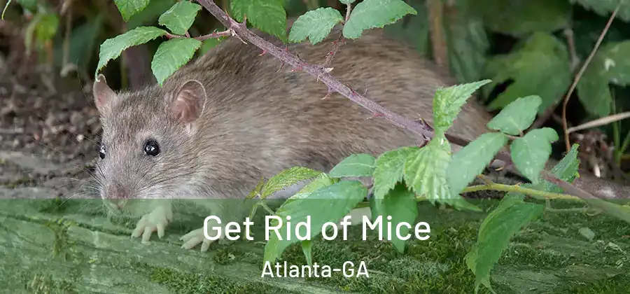 Get Rid of Mice Atlanta-GA