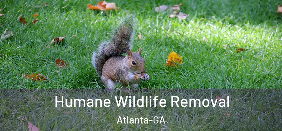  Humane Wildlife Removal Atlanta-GA
