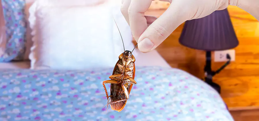 Fast Roach Elimination in Atlanta