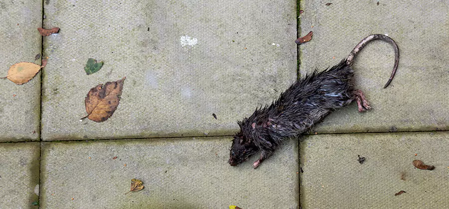 Mice in the Attic Removal in Atlanta