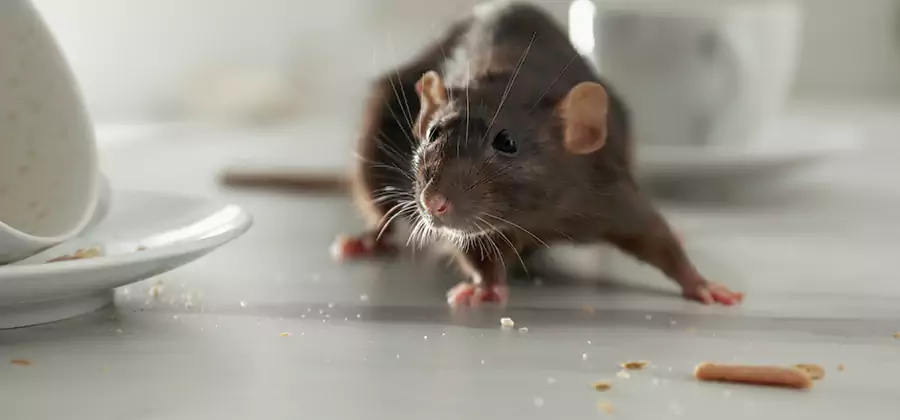 Rodent Feces Removal in Atlanta
