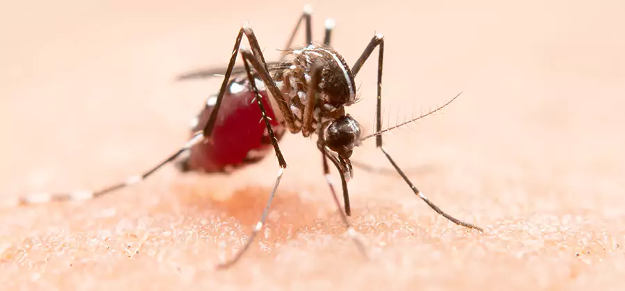 Pond Mosquito Control and Water Treatment in Atlanta