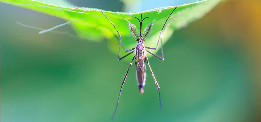 Home Defense Insect Killer in Atlanta
