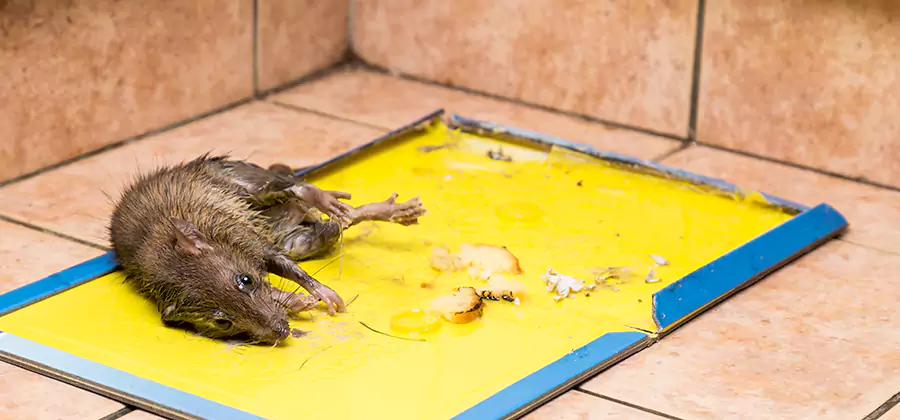 Rat Trapping Service In Atlanta