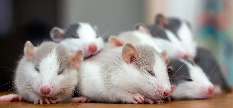 Rat Infestation Exclusion Service in Atlanta