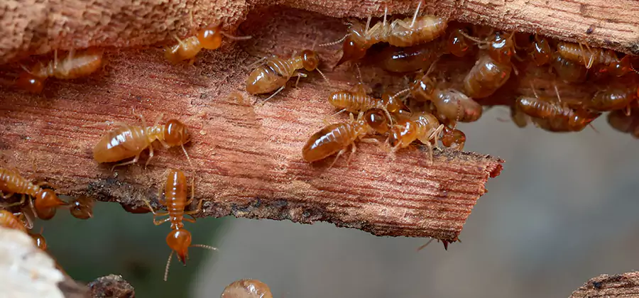 Perimeter Soil Termite Treatment in Atlanta