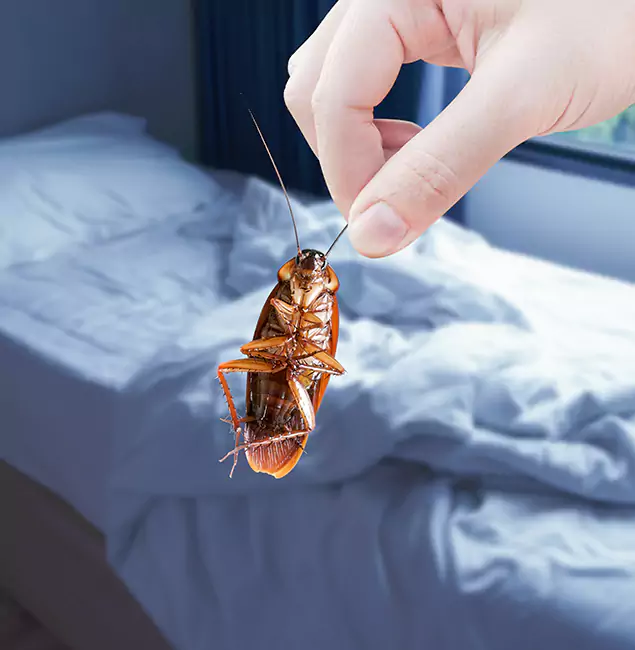 Why Choose Atlanta Pest Control Expert for Bed Bug Extermination in Atlanta, GA?