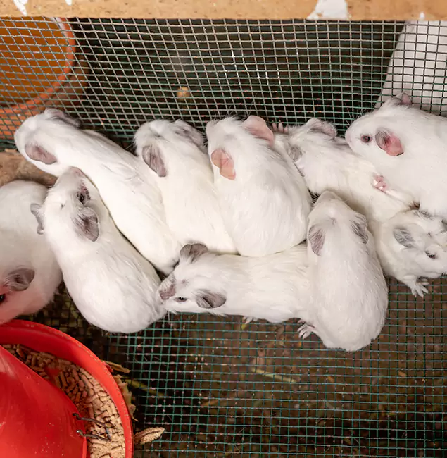 Why Atlanta Pest Control Expert Is the Trusted Choice in Atlanta, GA?