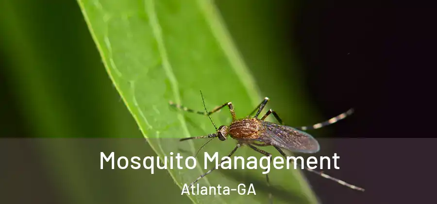  Mosquito Management Atlanta-GA