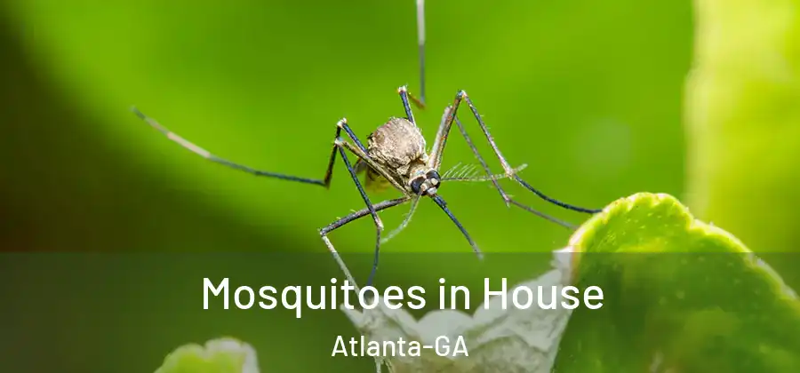  Mosquitoes in House Atlanta-GA