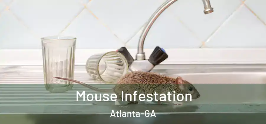 Mouse Infestation Atlanta-GA