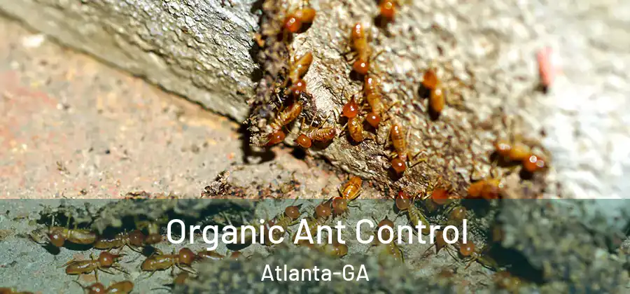  Organic Ant Control Atlanta-GA