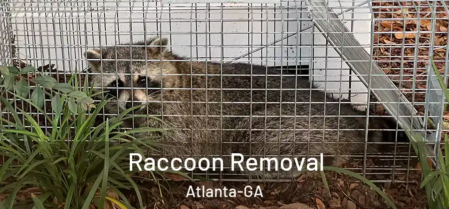  Raccoon Removal Atlanta-GA
