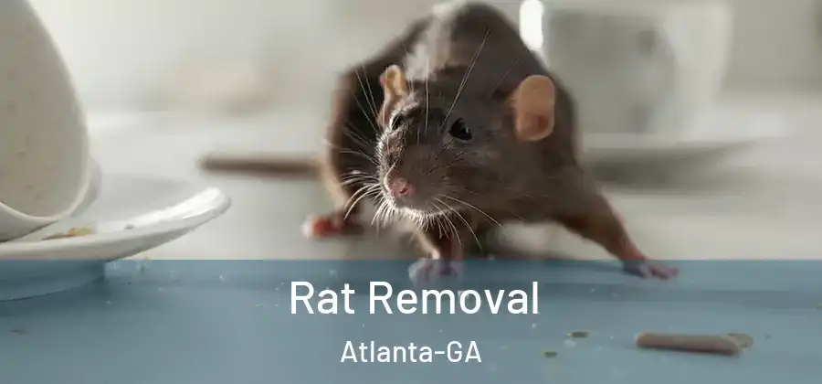  Rat Removal Atlanta-GA
