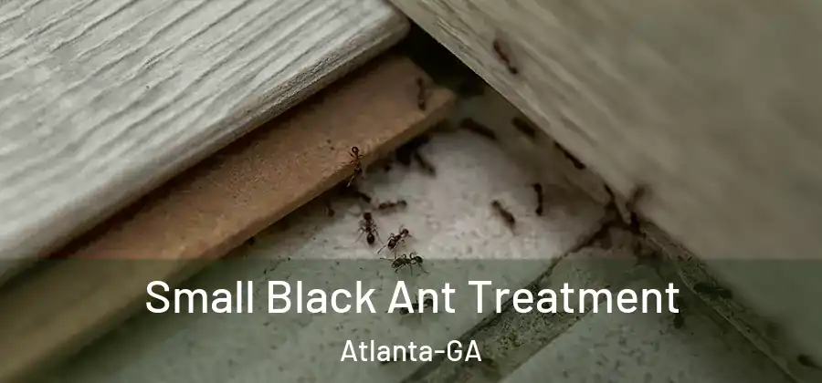  Small Black Ant Treatment Atlanta-GA