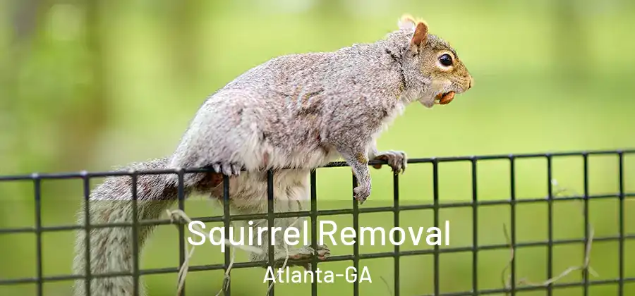 Squirrel Removal Atlanta-GA