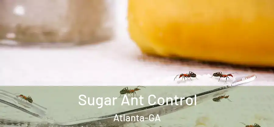 Sugar Ant Control Atlanta-GA