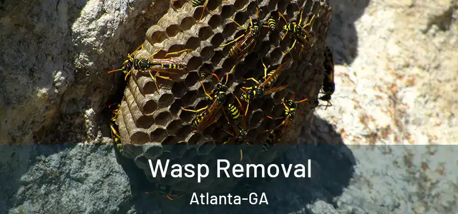  Wasp Removal Atlanta-GA
